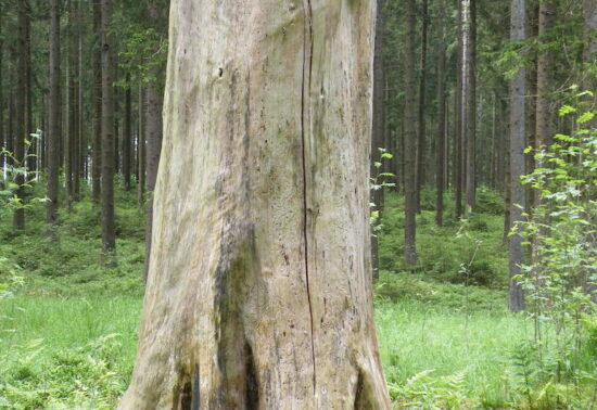 The tree stump in the forest, on the way from the Marienkapellchen to Medell ©Engelbert Cremer.