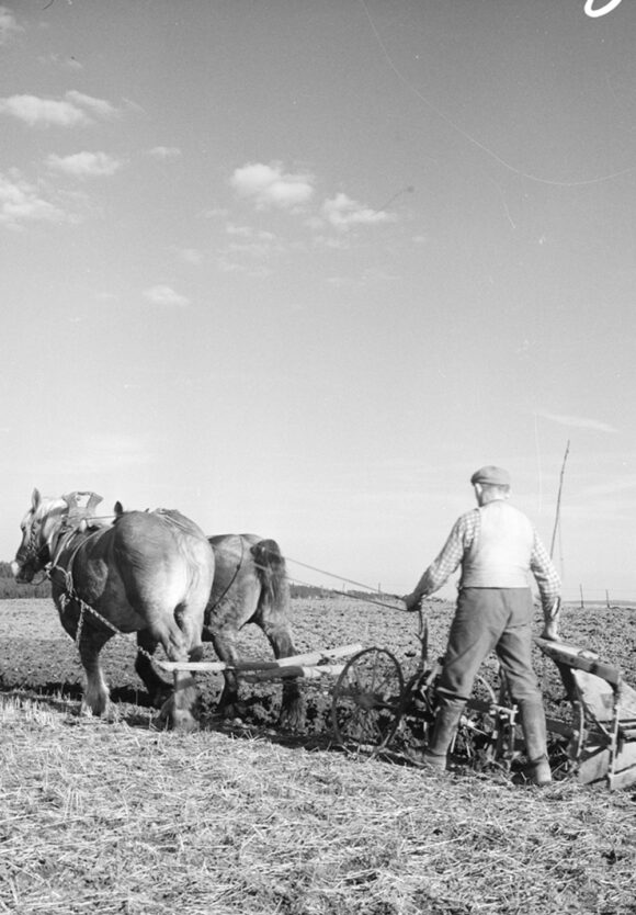 05_Holzheim,_um_1970-_Pferd_und_Pflug_