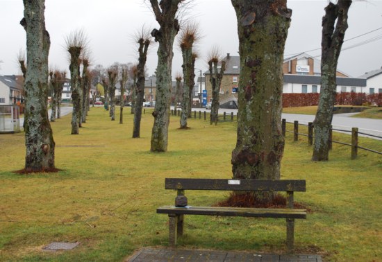 2017-11_VADS_Baumbeschneidung_Bild