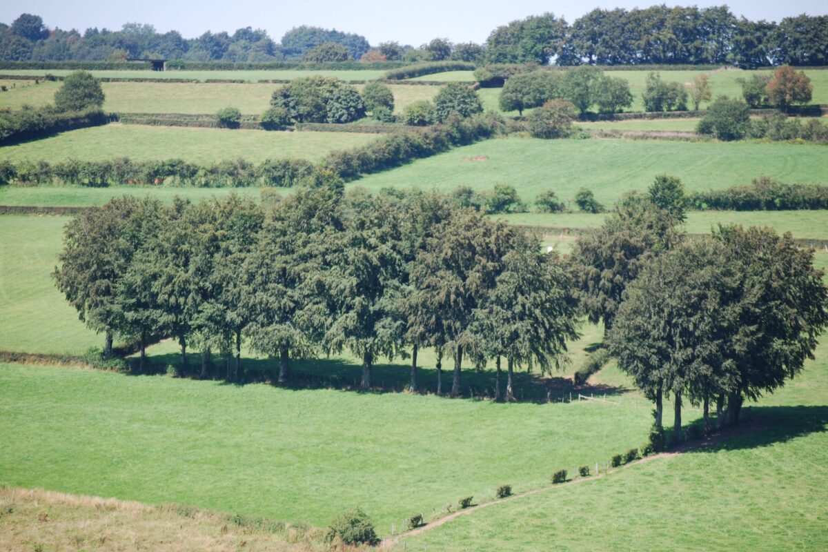 A hedgerow landscape near Rocherath 