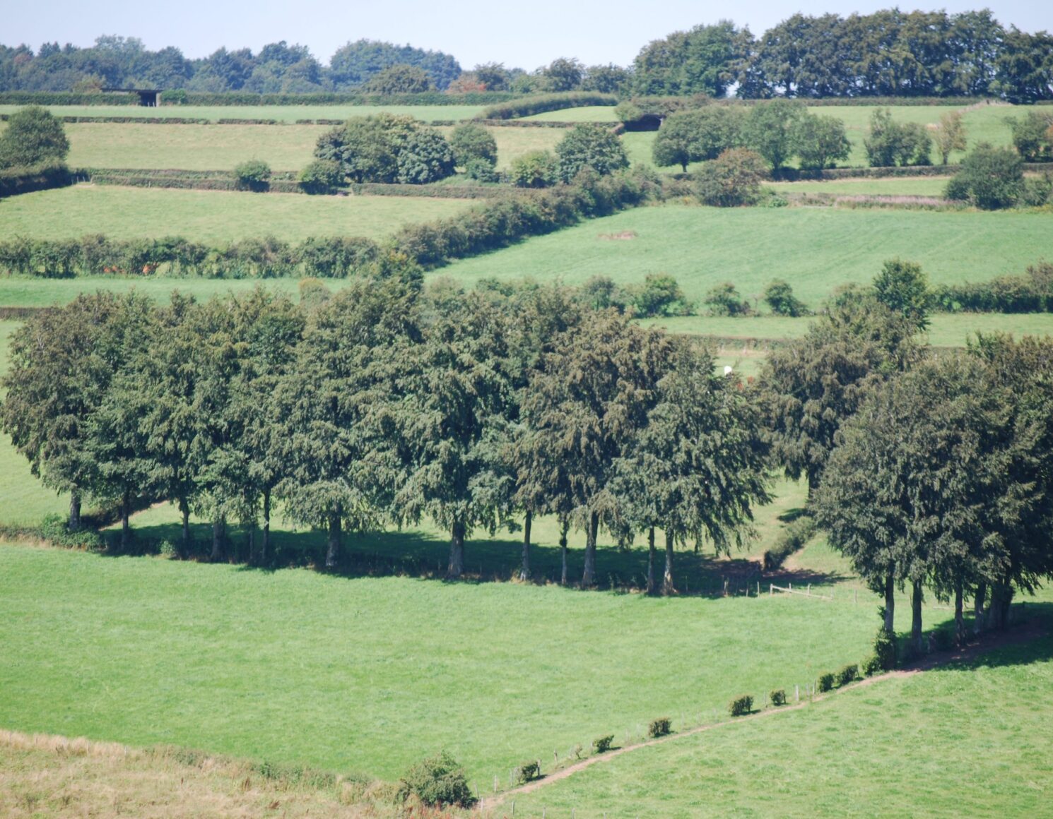 Een landschap met heggen in de buurt van Rocherath.