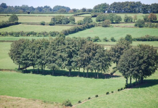 Een landschap met heggen in de buurt van Rocherath.